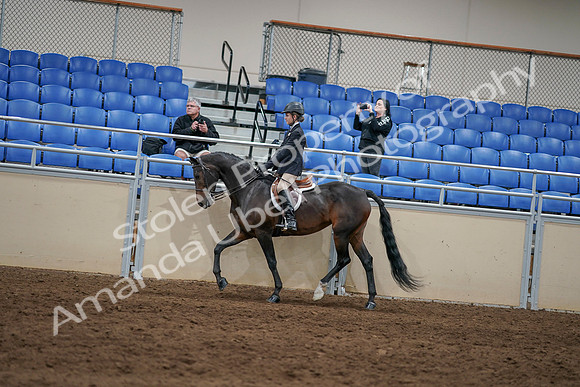 2020 - AB Morgan Horse - Sun, Sept 06 - 07869
