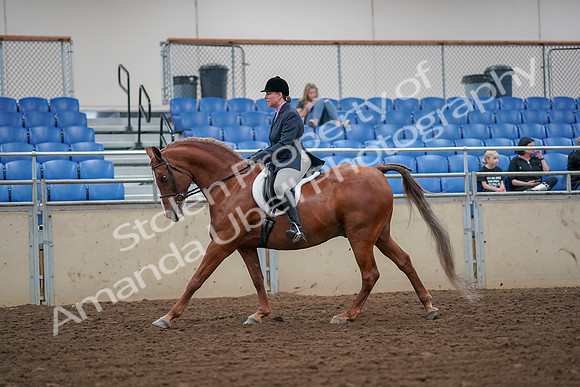 2019 Morgan Horse Show - Aug 30, 2019 - 16307