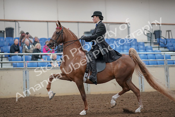 2019 Morgan Horse Show - Aug 30, 2019 - 24989