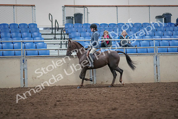 2019 Morgan Horse Show - Aug 31, 2019 - 16505