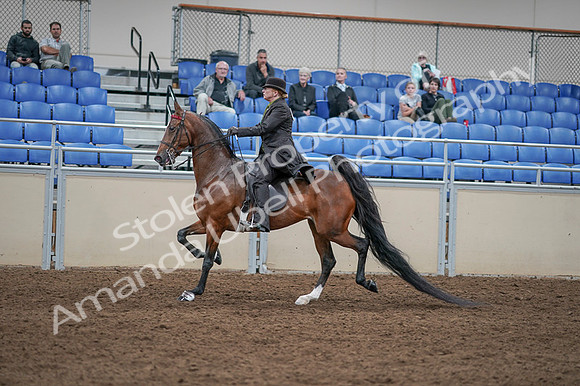 2020 - AB Morgan Horse - Fri, Sept 04 - 09551