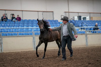 2019 Morgan Horse Show - Aug 31, 2019 - 03377