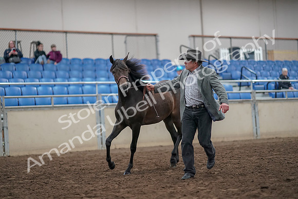 2019 Morgan Horse Show - Aug 31, 2019 - 03377