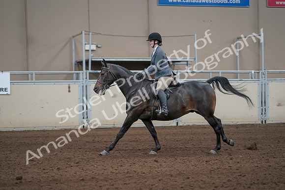 2019 Morgan Horse Show - Sept 01, 2019 - 10986