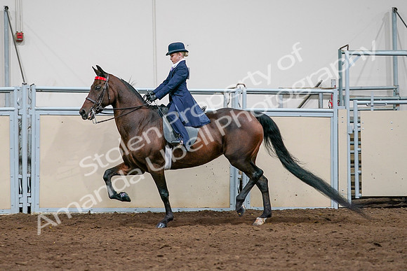 2020 - AB Morgan Horse - Sat, Sept 05 - 04932