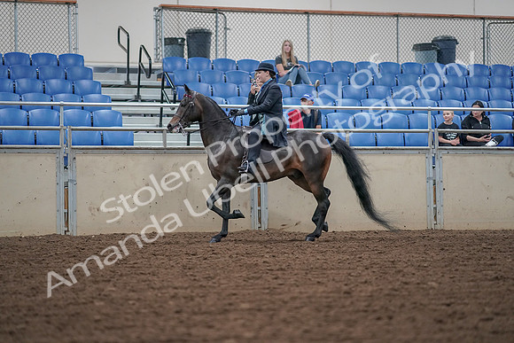 2019 Morgan Horse Show - Aug 30, 2019 - 15295