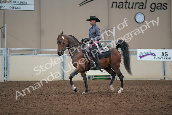 2019 Morgan Horse Show - Aug 31, 2019 - 06270