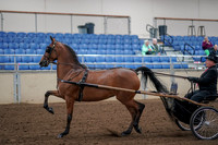 2019 Morgan Horse Show - Aug 30, 2019 - 13041