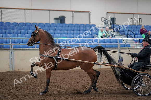 2019 Morgan Horse Show - Aug 30, 2019 - 13041