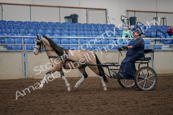 2019 Morgan Horse Show - Aug 30, 2019 - 13206