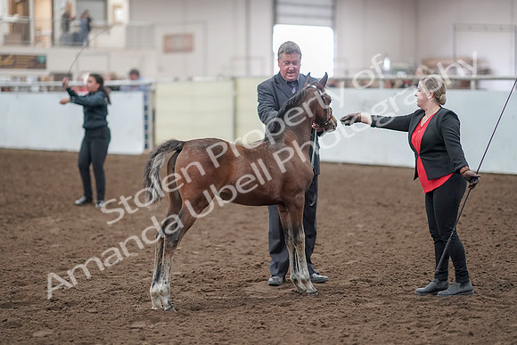 2019 Morgan Horse Show - Aug 31, 2019 - 00922