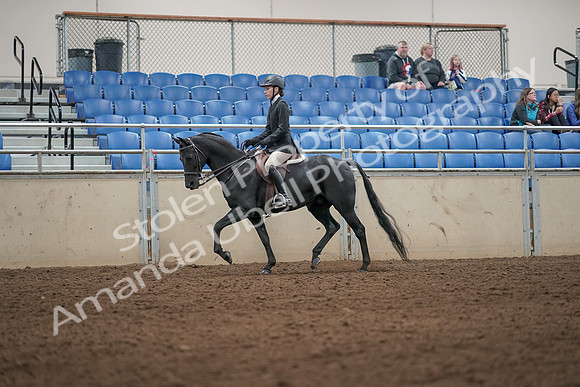 2019 Morgan Horse Show - Aug 31, 2019 - 04915