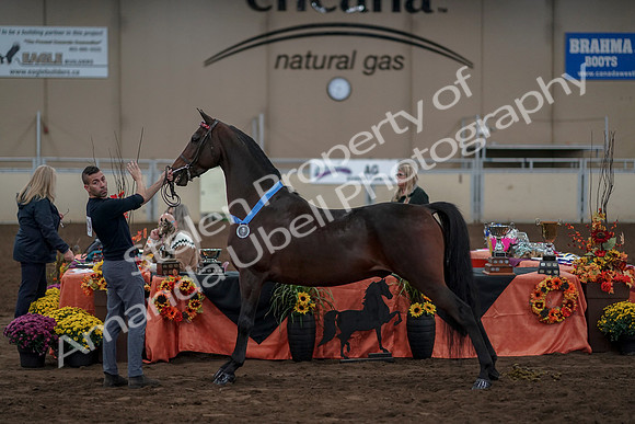 2019 Morgan Horse Show - Aug 31, 2019 - 01425
