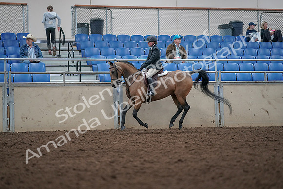 2019 Morgan Horse Show - Aug 31, 2019 - 15028