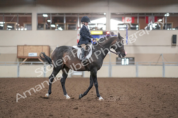 2019 Morgan Horse Show - Aug 31, 2019 - 19662