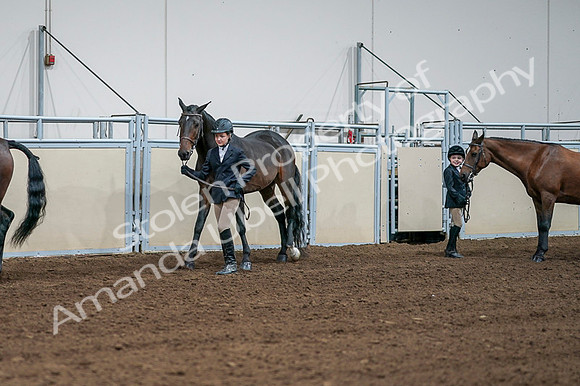 2020 - AB Morgan Horse - Fri, Sept 04 - 00856