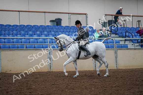 2019 Morgan Horse Show - Aug 30, 2019 - 17352