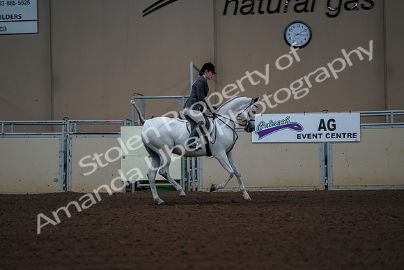 2019 Morgan Horse Show - Aug 30, 2019 - 17633