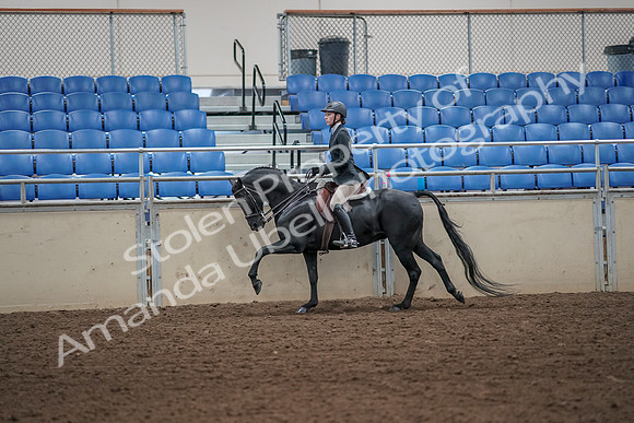 2019 Morgan Horse Show - Aug 31, 2019 - 05059