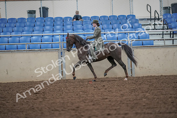 2019 Morgan Horse Show - Aug 30, 2019 - 15406