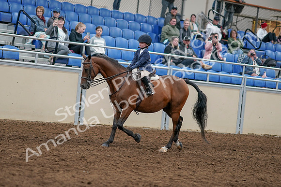 2020 - AB Morgan Horse - Sun, Sept 06 - 07894