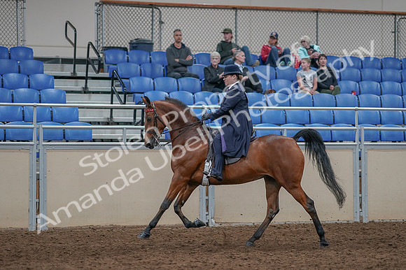 2020 - AB Morgan Horse - Fri, Sept 04 - 11234