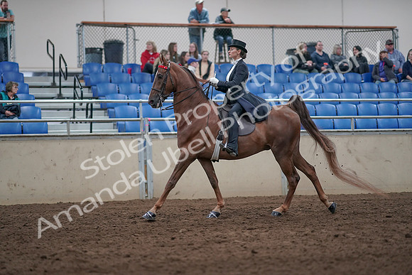 2019 Morgan Horse Show - Aug 31, 2019 - 20666