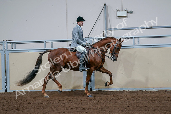 2020 - AB Morgan Horse - Fri, Sept 04 - 01793