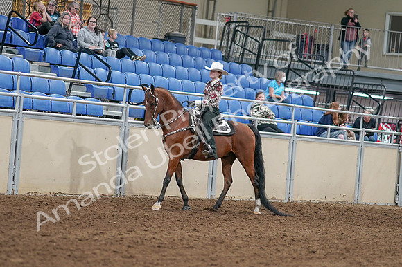 2020 - AB Morgan Horse - Fri, Sept 04 - 08294