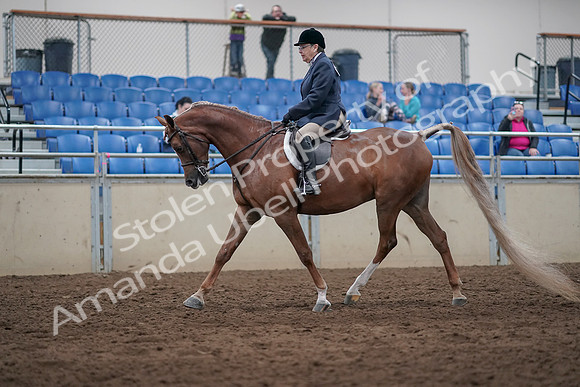 2019 Morgan Horse Show - Sept 01, 2019 - 08600