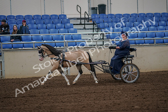2019 Morgan Horse Show - Aug 30, 2019 - 13126