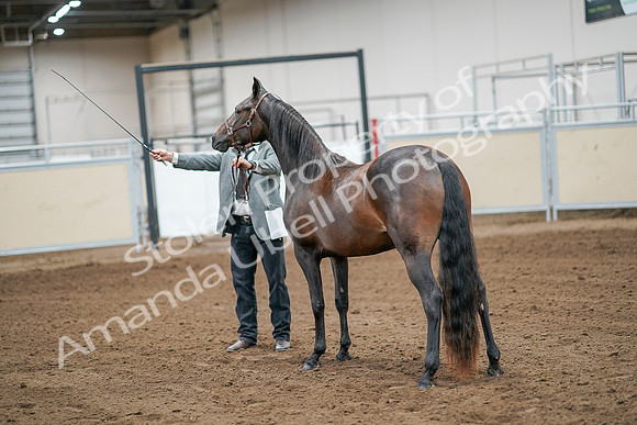 2020 - AB Morgan Horse - Sat, Sept 05 - 00261