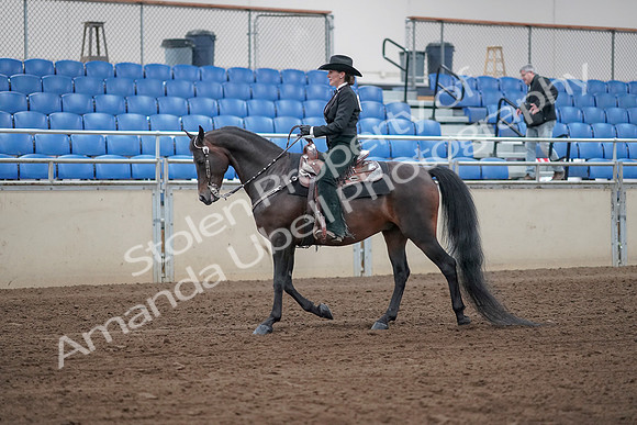 2019 Morgan Horse Show - Sept 01, 2019 - 11194