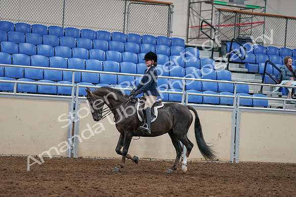 2020 - AB Morgan Horse - Sun, Sept 06 - 07960