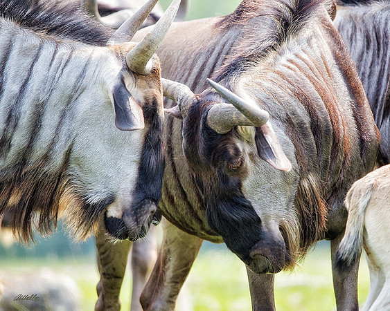 Zoo - 024