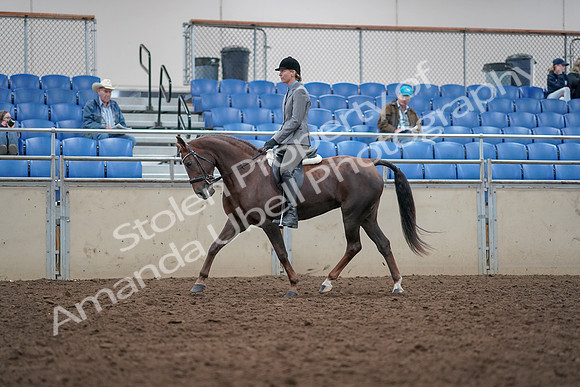 2019 Morgan Horse Show - Aug 31, 2019 - 14754