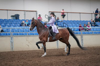 2019 Morgan Horse Show - Sept 01, 2019 - 07390