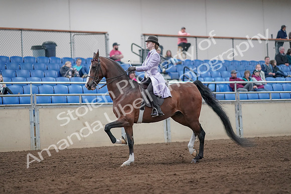 2019 Morgan Horse Show - Sept 01, 2019 - 07390
