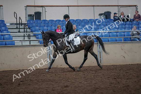 2019 Morgan Horse Show - Aug 31, 2019 - 16591