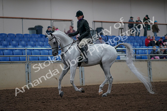 2019 Morgan Horse Show - Aug 31, 2019 - 16014