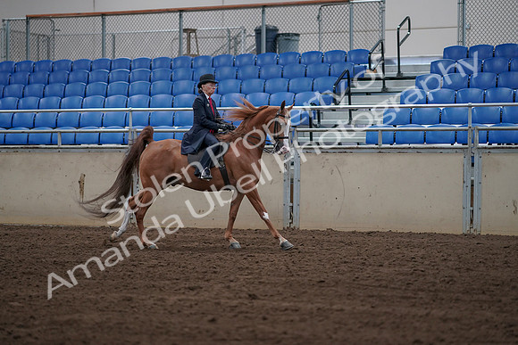 2019 Morgan Horse Show - Sept 01, 2019 - 12011