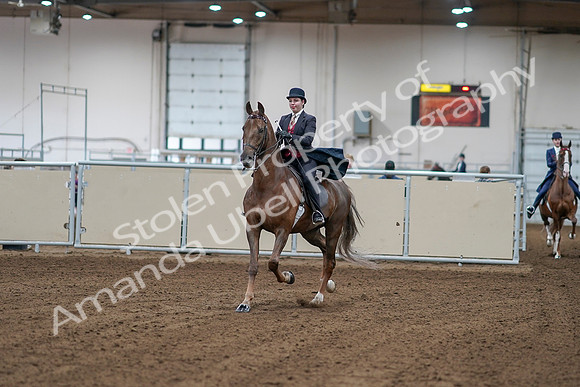 2020 - AB Morgan Horse - Sat, Sept 05 - 06032