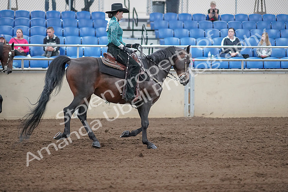 2019 Morgan Horse Show - Sept 01, 2019 - 07036