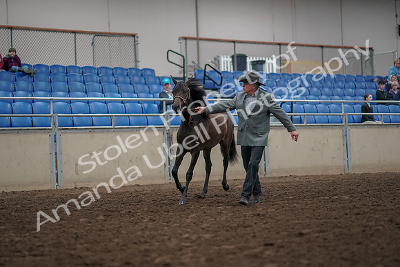 2019 Morgan Horse Show - Aug 31, 2019 - 02840