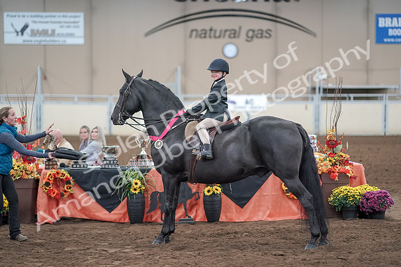 2019 Morgan Horse Show - Aug 31, 2019 - 19764