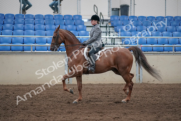 2019 Morgan Horse Show - Sept 01, 2019 - 12246