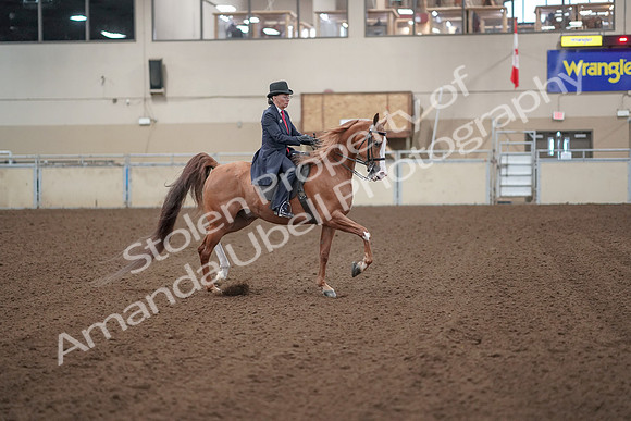 2019 Morgan Horse Show - Sept 01, 2019 - 12069