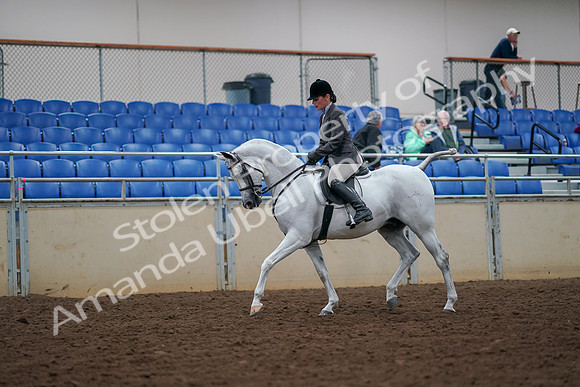 2019 Morgan Horse Show - Aug 30, 2019 - 17353