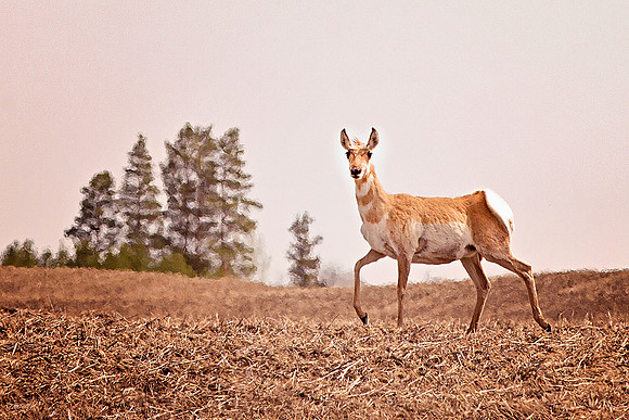 NA wild animals - 017