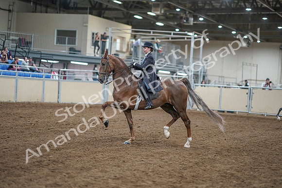2020 - AB Morgan Horse - Fri, Sept 04 - 11276